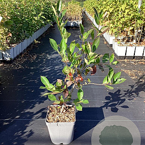 Aronia melanocarpa GM C3