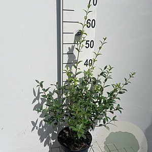Osmanthus burkwoodii 50-60 cm 3,0L