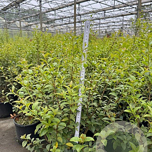 Osmanthus burkwoodii 50-60 cm 3,0L