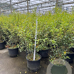 Osmanthus burkwoodii 50-60 cm 3,0L