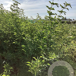 Sambucus nigra 'Haschberg' 125-150 cm wortelgoed