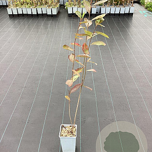 Aronia melanocarpa 'Hugin' 50-60 cm C1.5