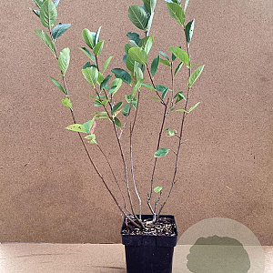 Aronia prunifolia 'Viking' 40-50 cm 3,0L