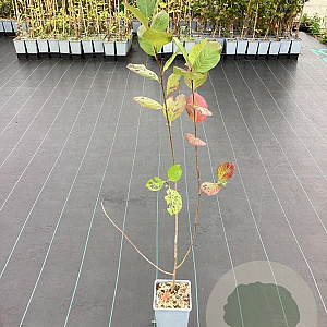 Aronia prunifolia 'Viking' GM C1.5