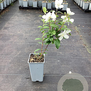 Philadelphus 'Snowbelle' GM C1.5