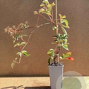 Parthenocissus henryana 50-60 cm C1.5