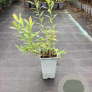 Vaccinium c. 'Bluecrop' GM C1.5