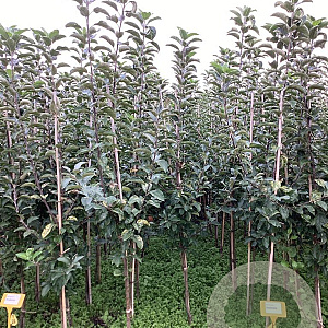 Malus d. 'Ecolette' 175-200 cm wortelgoed
