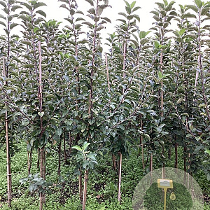 Malus d. 'Ecolette' 150-175 cm wortelgoed