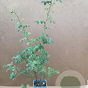 Rosa corymbifera 60-80 cm P15