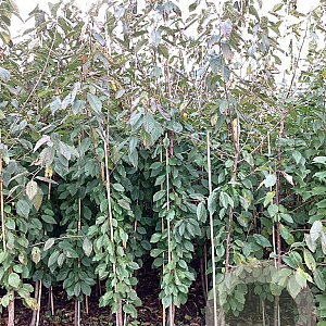 Prunus a. 'Stella' 200-250 cm wortelgoed
