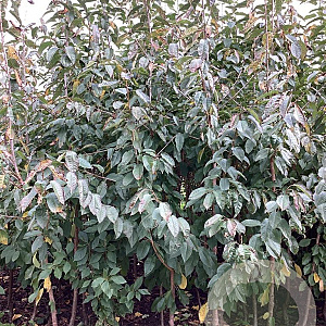 Prunus a. 'Schneid. Späte Knorpel.' 175-200 cm wortelgoed