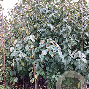Prunus a. 'Schneid. Späte Knorpel.' 200-250 cm wortelgoed