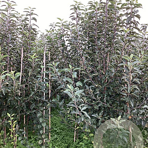 Malus d. 'Lombarts Calville' 175-200 cm wortelgoed