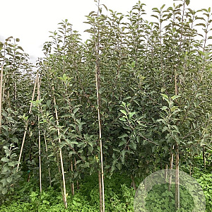 Malus d. 'Melrose' 175-200 cm wortelgoed
