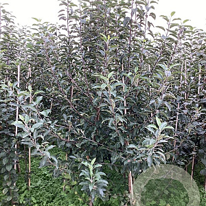 Malus d. 'Melrose' 200-250 cm wortelgoed