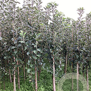 Malus d. 'Egremont Russet' 200-250 cm wortelgoed
