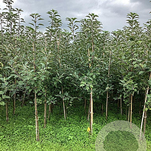 Malus d. 'Ingrid Marie' 175-200 cm wortelgoed