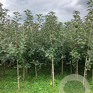 Malus d. 'Ingrid Marie' 200-250 cm wortelgoed