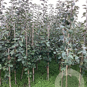 Malus d. 'Worcester Pearmain' 150-175 cm wortelgoed