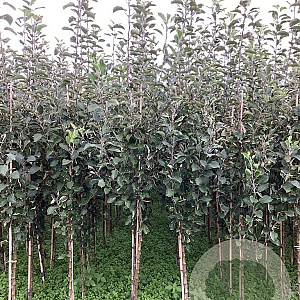 Malus d. 'Benoni' 200-250 cm wortelgoed