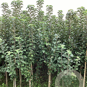 Malus d. 'King of the Pippins' 175-200 cm wortelgoed