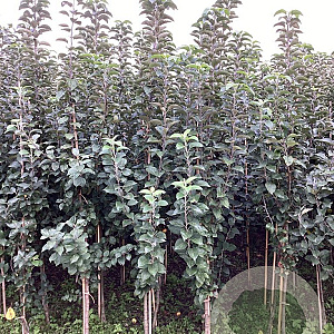 Malus d. 'King of the Pippins' 200-250 cm wortelgoed
