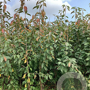 Prunus a. 'Summit' 200-250 cm wortelgoed