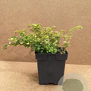 Vaccinium vitis-id. 'Koralle' GM C3