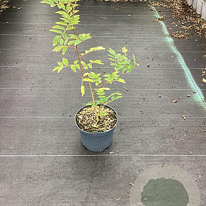 Zanthoxylum piperitum 60-80 cm 3,0L