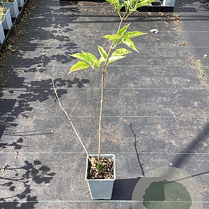 Sambucus nigra 'Haidegg 17' 30-40 cm C1.5