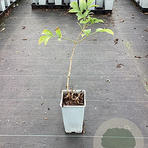 Sambucus nigra 'Haidegg 17' GM C1.5