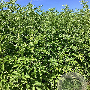 Sambucus nigra 'Haidegg 17' 125-150 cm wortelgoed