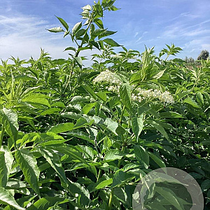 Sambucus nigra 'Haidegg 17' 150-175 cm wortelgoed