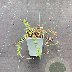 Vaccinium macrocarpon 'Big Pearl' GM C1.5