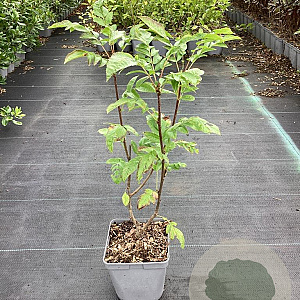 Sorbus auc. 'Krasnaja Krupnaja' 40-50 cm 3,0L