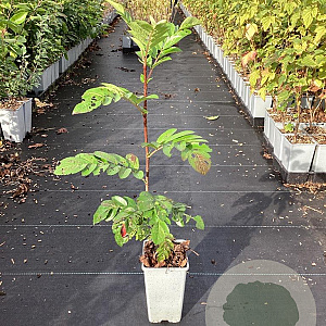 Sorbus auc. 'Krasnaja Krupnaja' GM C1.5