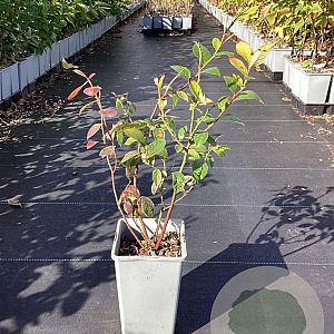 Vaccinium c. 'Reka' 20-40 cm C1.5