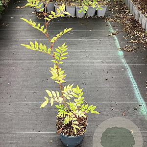 Zanthoxylum americanum 60-80 cm 3,0L