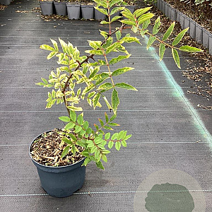 Zanthoxylum coreanum GM C3