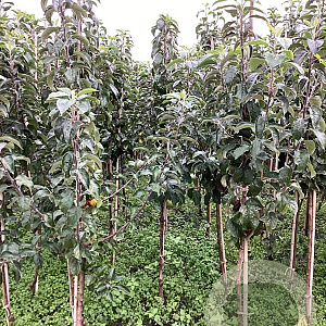 Malus d. 'Delcorf' 175-200 cm wortelgoed
