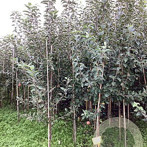 Malus d. 'Florina' 200-250 cm wortelgoed