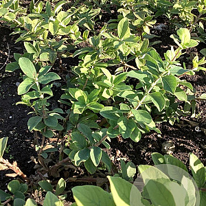 Lonicera c. 'Blue Bird' 20-40 cm wortelgoed
