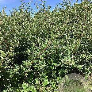 Elaeagnus umb. 'Ruby' 80-100 cm wortelgoed