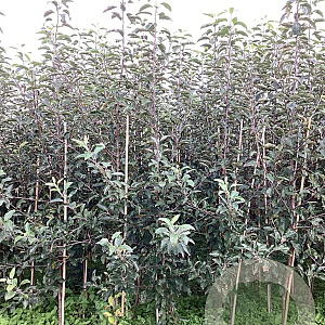 Malus d. 'Mitchgla' 200-250 cm wortelgoed