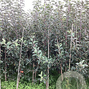 Malus d. 'Mitchgla' 175-200 cm wortelgoed