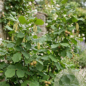 Corylus 'Fertile de Nottingham' 100-125 cm wortelgoed