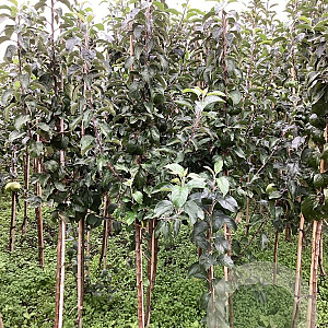 Malus d. 'Glockenapfel' 150-175 cm wortelgoed