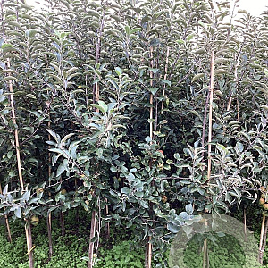 Malus d. 'Braebrite' 200-250 cm wortelgoed
