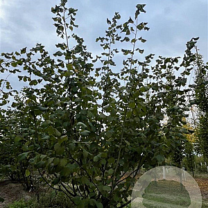 Corylus avellana 250-300 cm draadkluit meerstammig 350-400 diameter